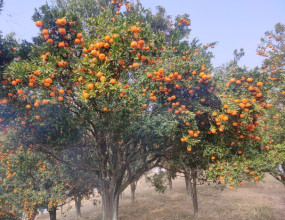 खोटाङबाट ३६ करोड बढीको सुन्तला निर्यात, जन्तेढुंगाले फलायो धेरै